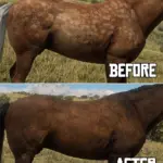 Equine-Texture-Improvements5