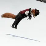 Fox-Dutch2-scaled-1
