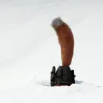 Fox-Dutch3-scaled-1