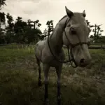 Gang-Horses-for-player2