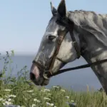 Gold-Ship-the-racehorse5
