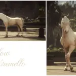 Golden-Arabian-Horses3-scaled-1