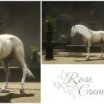 Golden-Arabian-Horses4-scaled-1