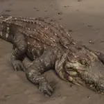 HD-Gators3-scaled-1