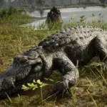 HD-Gators5-scaled-1