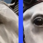 Horse-Eye-Wrinkle-Removal2