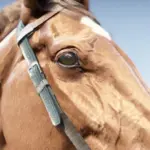 Horse-Eye-Wrinkle-Removal4
