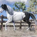 Horse-Pack-Vol.-54-scaled-1