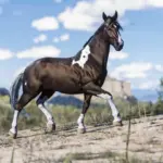 Horse-Pack-Vol.-55-scaled-1