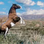 Horse-Pack2-scaled-1