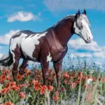Horse-Pack3-scaled-1