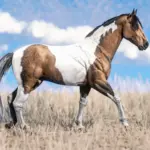 Horse-Pack3-scaled-2
