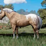 Horse-Pack4-scaled-1