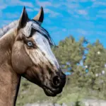 Horse-Pack5-scaled-1