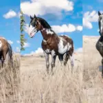 Horse-Pack5-scaled-2