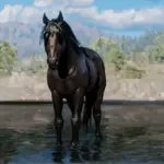 Horse-Pack9-scaled-1