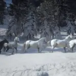 Lipizzaner-Horse-Breed2