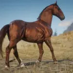 Lusitano-Horse-Breed3