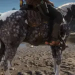 Missouri-Fox-Trotter-with-an-Arabian-face3