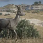 Mule-Deer2