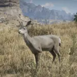 Mule-Deer3