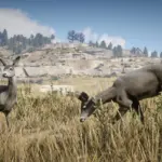 Mule-Deer5