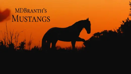 Mustangs-1024x576-1