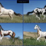 Mustangs4-scaled-1