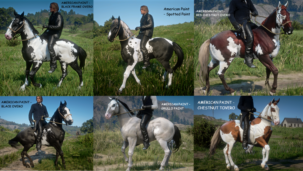 New Horse Coats