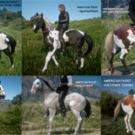New-Horse-Coats