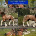 North-Swedish-Draft-Horse4-scaled-1