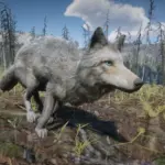 Online-Coyotes-Unlocked-for-SP2