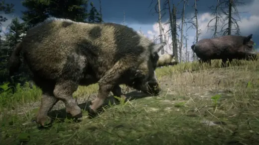 Online-Wild-Boars-Unlocked-for-SP-1024x576-1