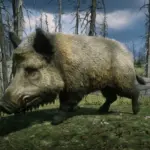 Online-Wild-Boars-Unlocked-for-SP2
