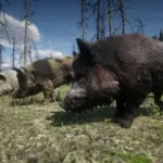 Online-Wild-Boars-Unlocked-for-SP4