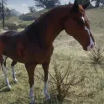 Realistic-Horse-Textures2