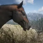 Realistic-Horse-Textures3
