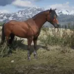 Realistic-Horse-Textures4