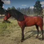 Red-Chestnut-Arabian-Enhanced2