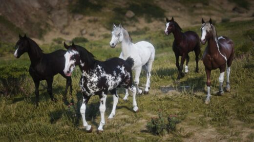Sardinian-Anglo-Arabian-1024x576-1