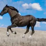 Space-Cowgirls-Horse-Pack-Vol.-22-scaled-1
