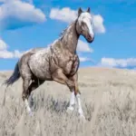 Space-Cowgirls-Horse-Pack-Vol.-23-scaled-1