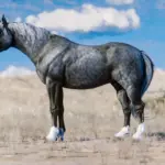 Space-Cowgirls-Horse-Pack-Vol.-24-scaled-1