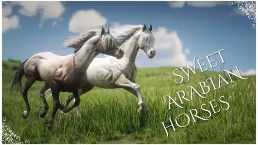 Sweet-Arabian-Horses-1024x583-1
