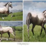 Sweet-Arabian-Horses2-scaled-1