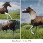 Sweet-Arabian-Horses4-scaled-1