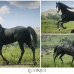 Sweet-Arabian-Horses5-scaled-1