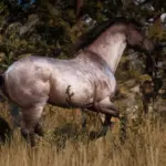 The-Updated-Morgan-Horse3