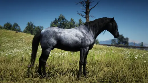 The-Updated-Nokota-Horse-1024x576-1
