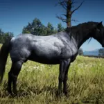 The-Updated-Nokota-Horse